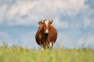 Tierhaltung ohne Ausbeutung