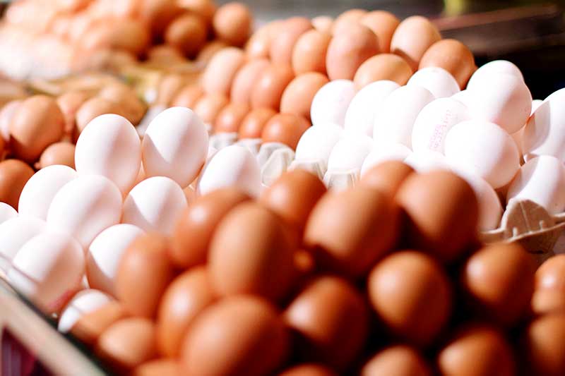 Darum essen Veganer keine Eier - ethische Gründe