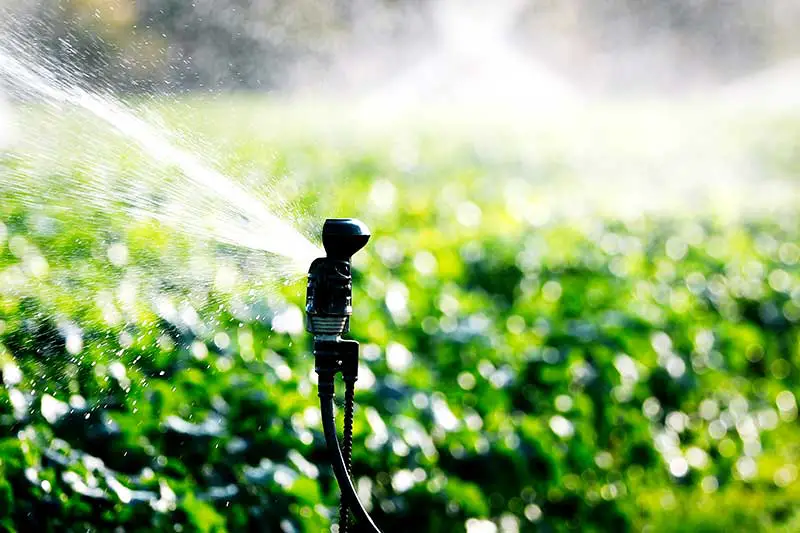 So viel Wasser verbraucht unser Essen