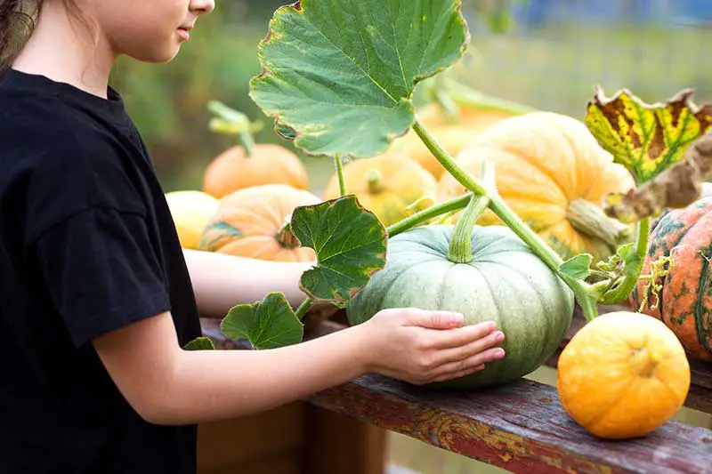 Leckere Herbstlieblinge