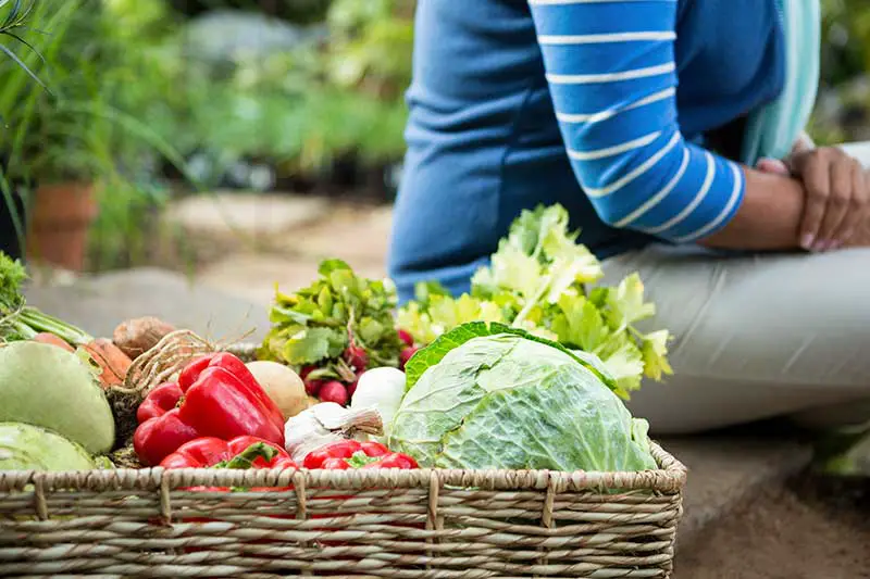 Solidarische Landwirtschaft