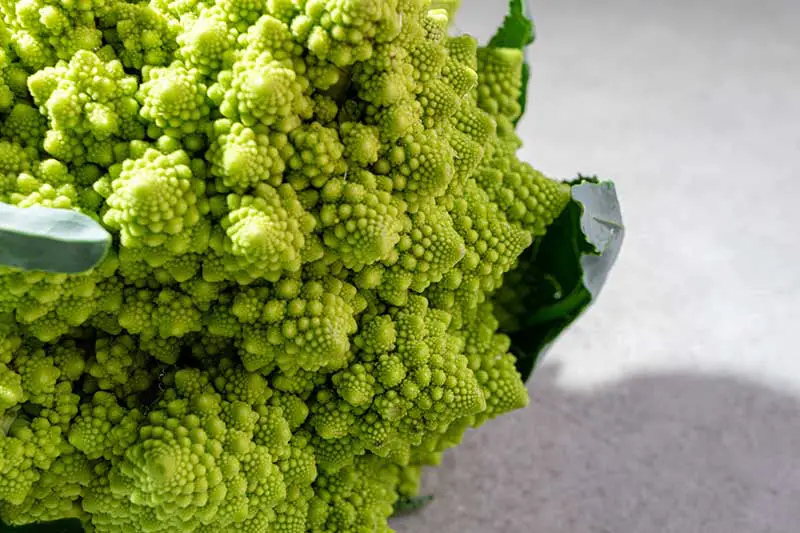 Romanesco Kohl Sorten