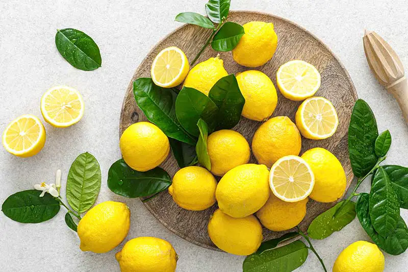 Zitrone – so vielseitig ist die erfrischende Zitrusfrucht