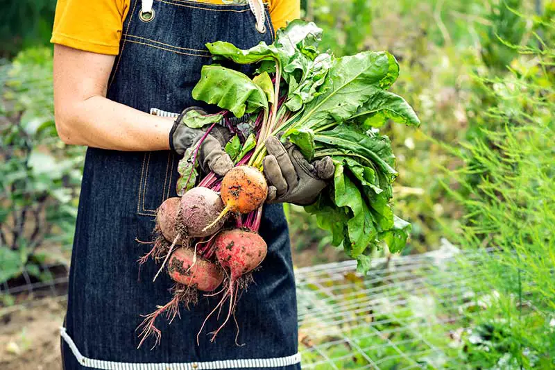 vergessene Gemüse- und Obstsorten