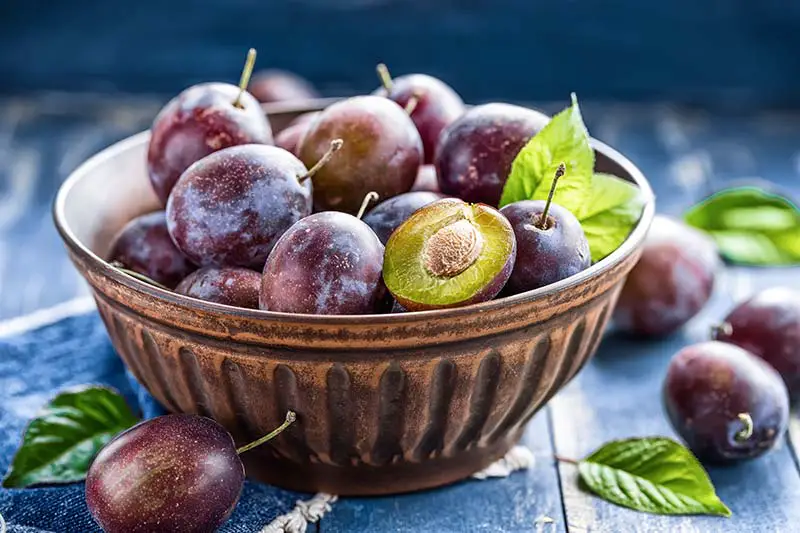 Pflaume – das kann das saftig-ovale Obst