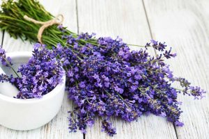 Wirkung von Lavendel