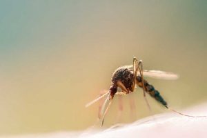 Alles was du über Mückenstiche wissen solltest