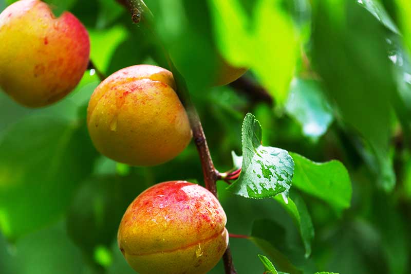 Unsere Sommerlieblinge im Juli und August