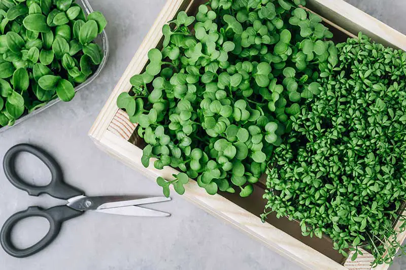 Microgreens